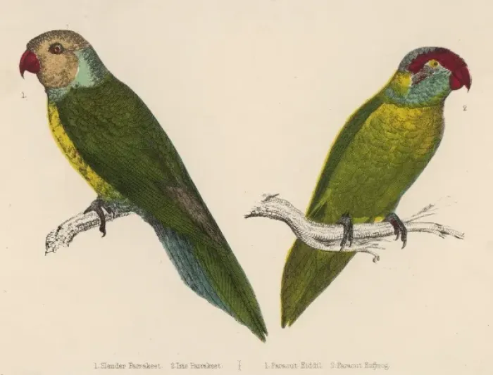 Framed Print : Two Parakeets Framed Print : Two Parakeets