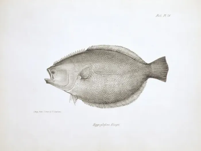 Framed Print : Paralichthys adspersus, fine flounder Framed Print : Paralichthys adspersus, fine flounder