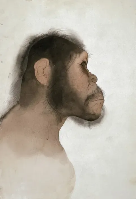 Framed Print : Paranthropus boisei (OH5) Framed Print : Paranthropus boisei (OH5)