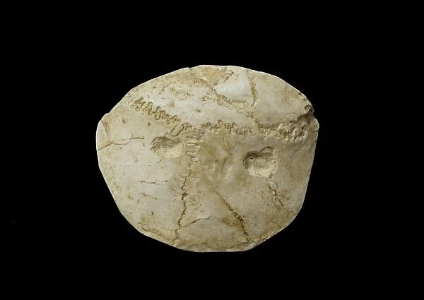 Paranthropus robustus cranium with perforations