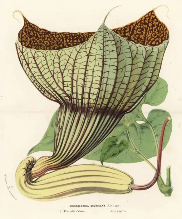 Framed Print : Pararistolochia goldieana. Vulnerable Framed Print : Pararistolochia goldieana. Vulnerable