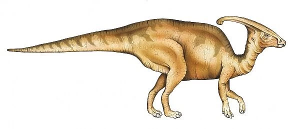 Parasaurolophus. This dinosaur which grew up to 10 metres in length had