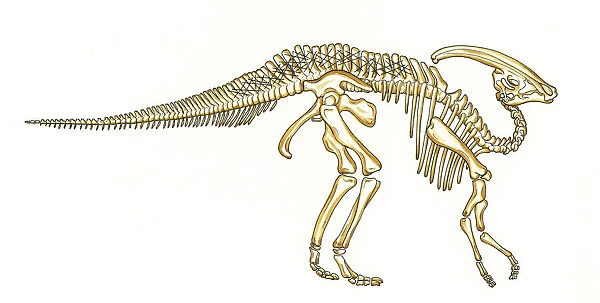 Parasaurolophus skeleton