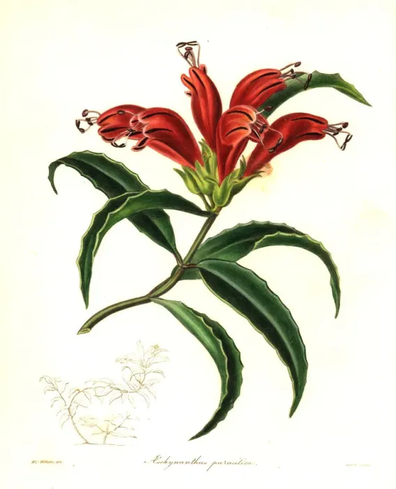 Framed Print : Parasitic aeschynanthus, Aeschynanthus parasiticus Framed Print : Parasitic aeschynanthus, Aeschynanthus parasiticus
