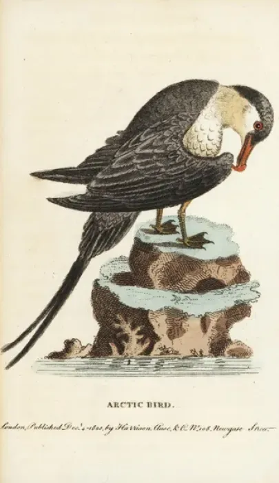 Framed Print : Parasitic jaeger or Arctic skua, Stercorarius parasiticus Framed Print : Parasitic jaeger or Arctic skua, Stercorarius parasiticus