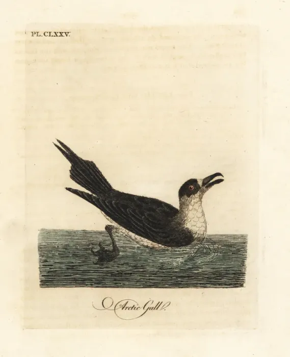 Framed Print : Parasitic jaeger, Stercorarius parasiticus Framed Print : Parasitic jaeger, Stercorarius parasiticus