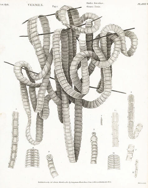 Parasitic tapeworm of the genus Taenia