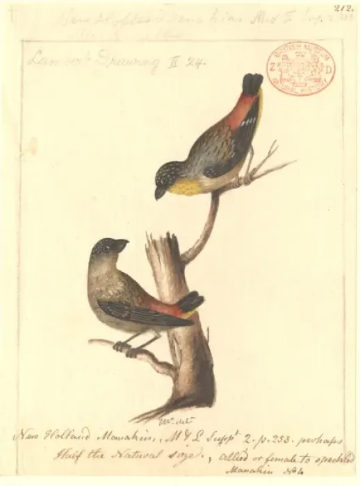 Framed Print : Pardalotus punctatus, spotted pardalote Framed Print : Pardalotus punctatus, spotted pardalote