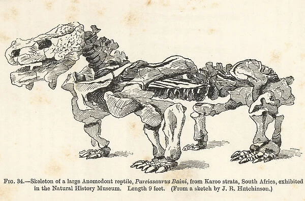 Pareiasaurus serridens skeleton