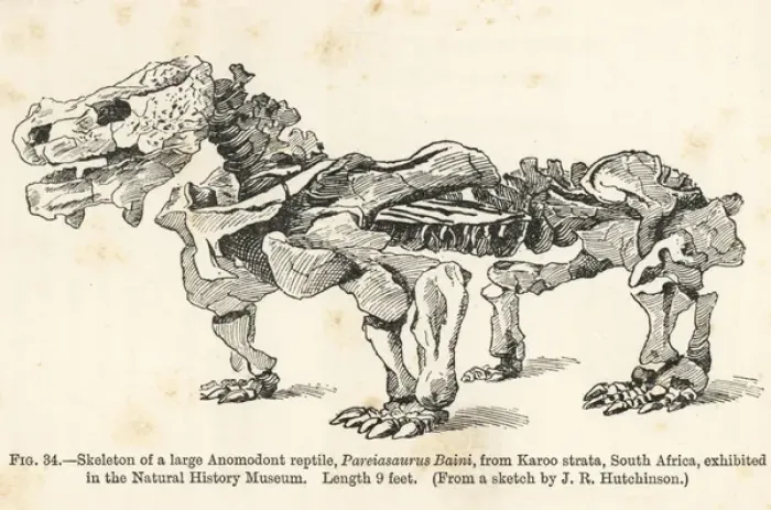 Framed Print : Pareiasaurus serridens skeleton Framed Print : Pareiasaurus serridens skeleton