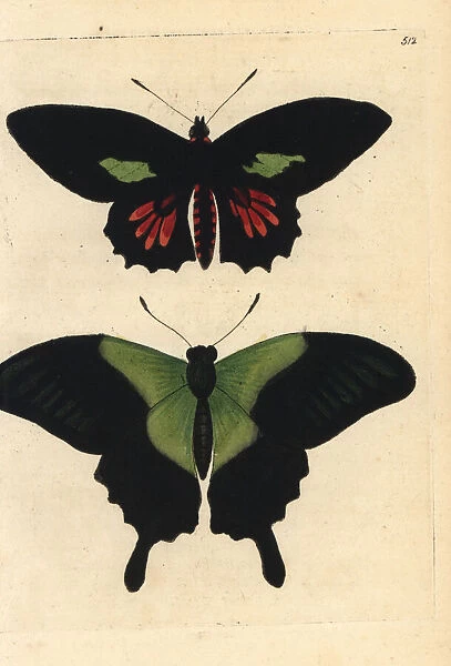 Parides aeneas and Papilio peranthus butterflies