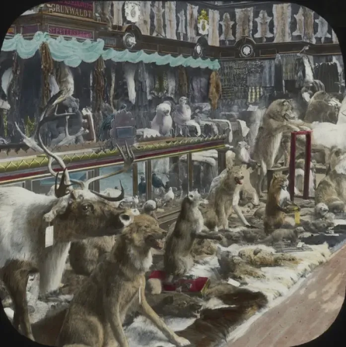 Framed Print : Paris Exhibition 1900 - Stuffed Animals and Pelts Framed Print : Paris Exhibition 1900 - Stuffed Animals and Pelts
