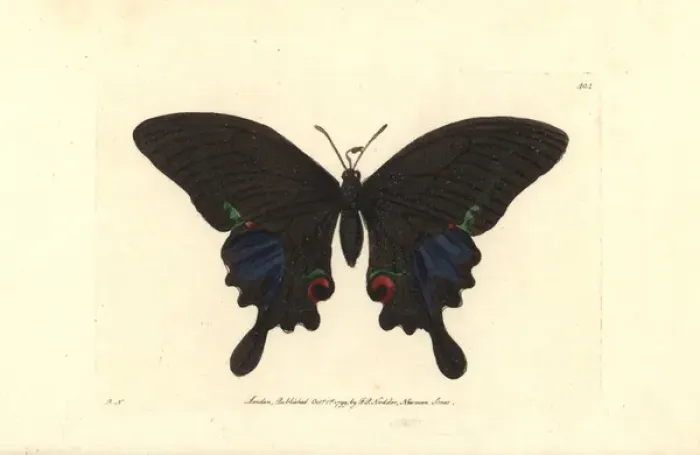 Framed Print : Paris peacock butterfly, Papilio paris Framed Print : Paris peacock butterfly, Papilio paris