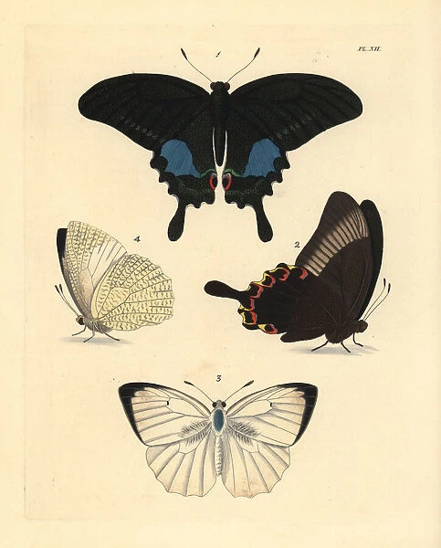 Paris peacock and mottled emigrant butterfly