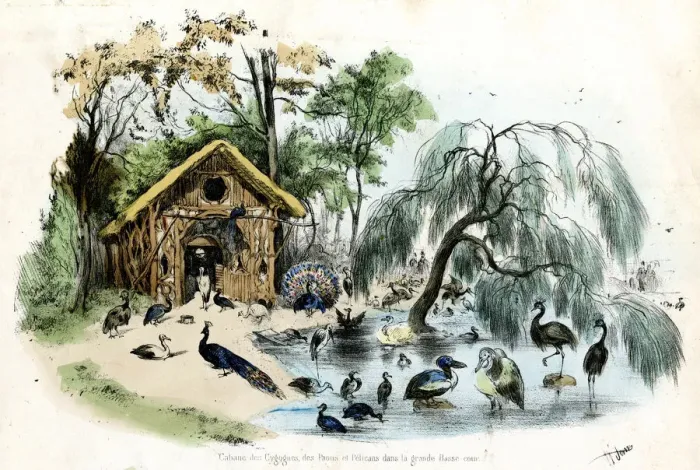 Framed Print : PARIS ZOO - BIRDS Framed Print : PARIS ZOO - BIRDS