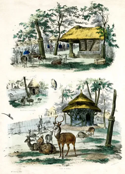 Framed Print : PARIS ZOO - DEER Framed Print : PARIS ZOO - DEER
