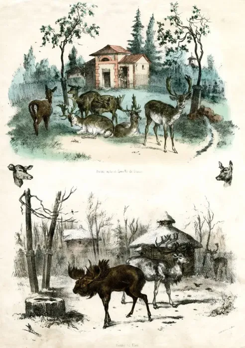 Framed Print : PARIS ZOO - ELK Framed Print : PARIS ZOO - ELK