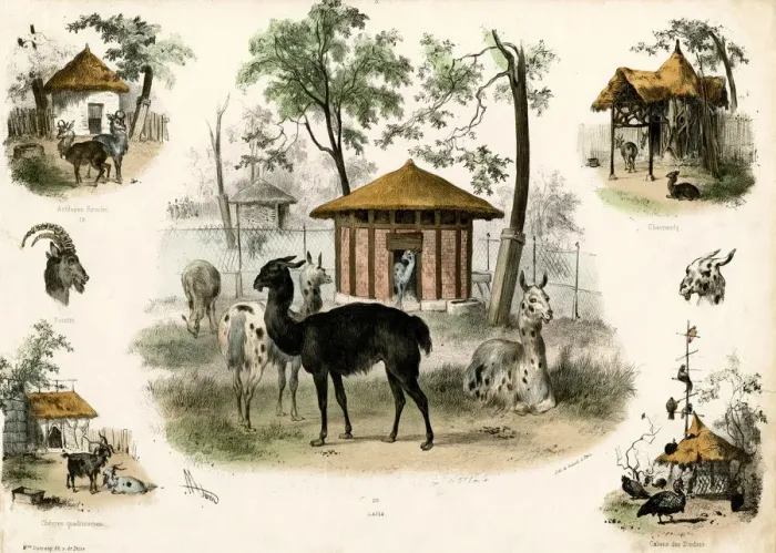 Framed Print : PARIS ZOO - LLAMA Framed Print : PARIS ZOO - LLAMA