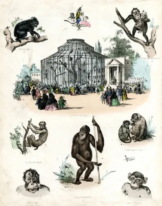 Framed Print : Paris Zoo - Monkeys Framed Print : Paris Zoo - Monkeys