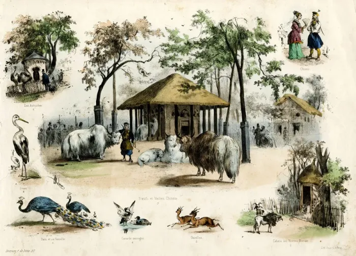 Framed Print : PARIS ZOO - YAKS ETC Framed Print : PARIS ZOO - YAKS ETC