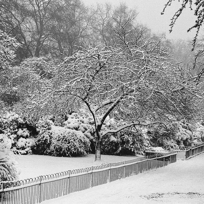 Framed Print : Park under heavy snow, London Framed Print : Park under heavy snow, London