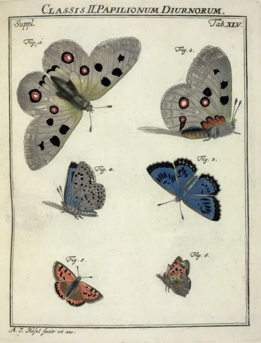 Framed Print : Parnassius apollo Linnaeus, Papilionidae; Maculinea arion Li Framed Print : Parnassius apollo Linnaeus, Papilionidae; Maculinea arion Li