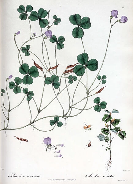 Parochetus ammunis and Smithia ciliata
