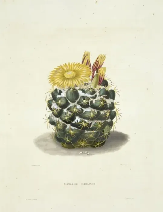 Framed Print : Parodia sellowii, cactus