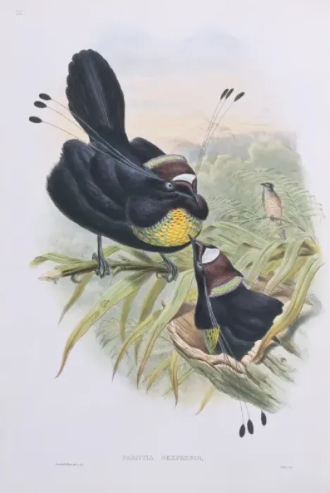 Framed Print : Parotia lawesii, Lawes parotia Framed Print : Parotia lawesii, Lawes parotia