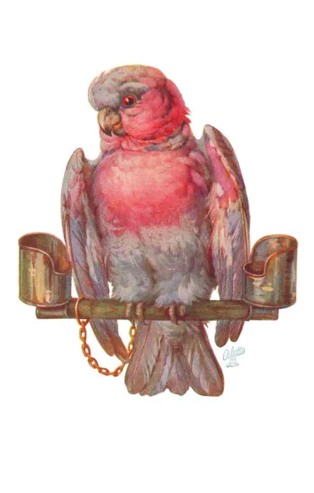 Framed Print : Parrot. Artist: May Bowley Date: circa 1920 Framed Print : Parrot. Artist: May Bowley Date: circa 1920