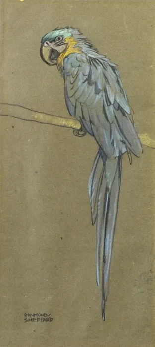Framed Print : Parrot. A parrot on a branch Framed Print : Parrot. A parrot on a branch