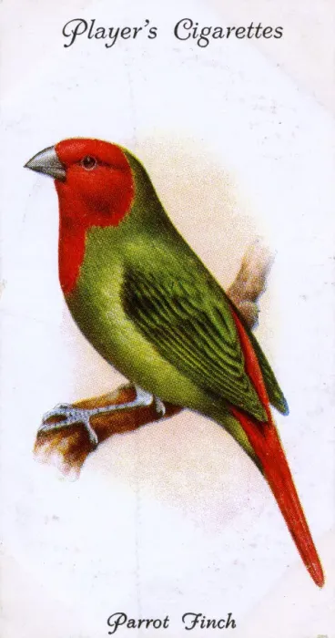 Framed Print : Parrot Finch Framed Print : Parrot Finch