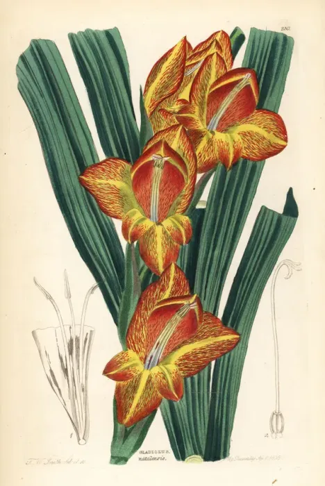 Framed Print : Parrot gladiolus, Gladiolus dalenii Framed Print : Parrot gladiolus, Gladiolus dalenii