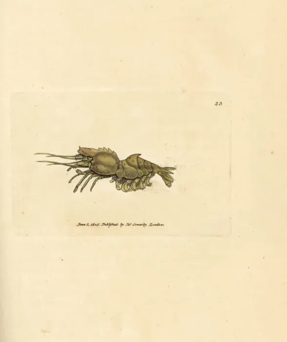 Framed Print : Parrot shrimp, Spirontocaris spinus Framed Print : Parrot shrimp, Spirontocaris spinus