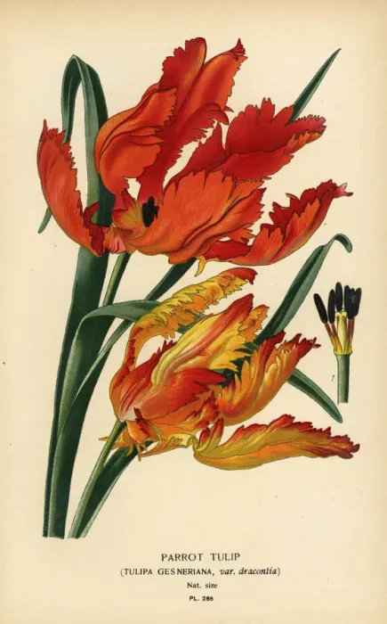 Framed Print : Parrot tulip, Tulipa gesneriana Framed Print : Parrot tulip, Tulipa gesneriana