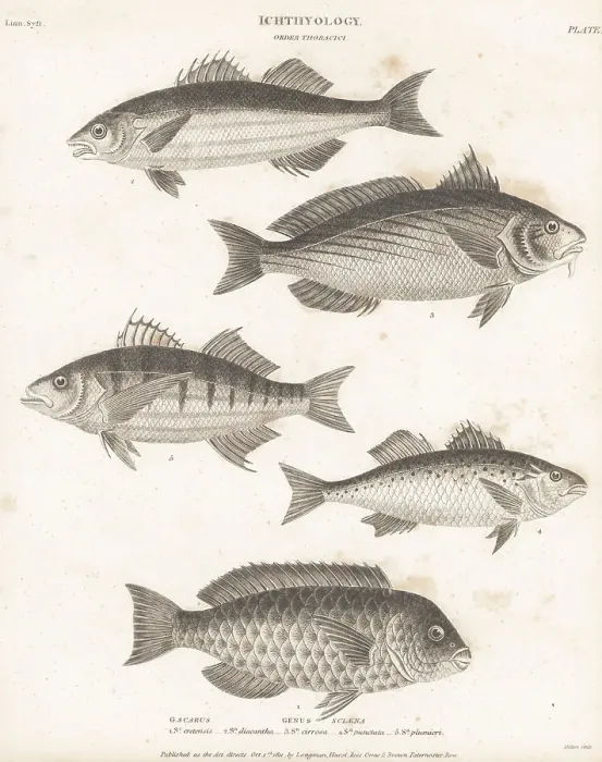 Framed Print : Parrotfish, seabass and shi drum species Framed Print : Parrotfish, seabass and shi drum species