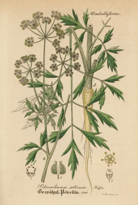 Framed Print : Parsley, Petroselinum sativum Framed Print : Parsley, Petroselinum sativum
