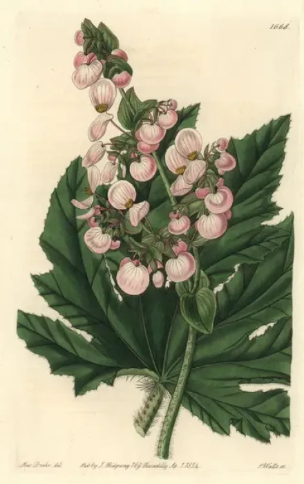 Framed Print : Parsnip-leaved or starleaf begonia, Begonia heracleifolia Framed Print : Parsnip-leaved or starleaf begonia, Begonia heracleifolia