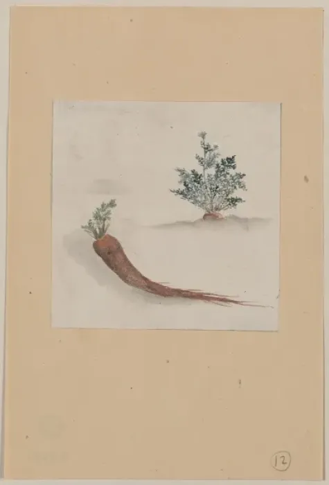 Framed Print : Parsnips or carrots with plant growing in the background Framed Print : Parsnips or carrots with plant growing in the background