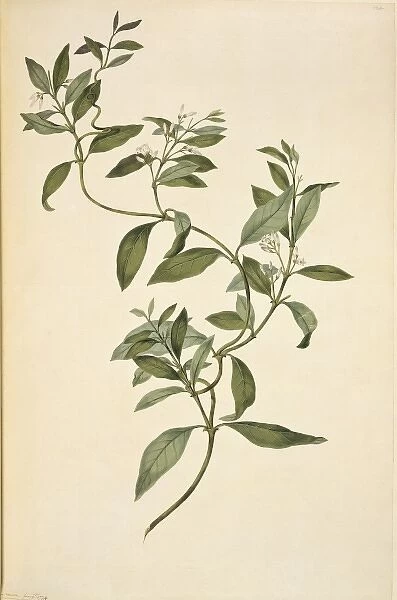 Parsonsia heterophylla, jasmine