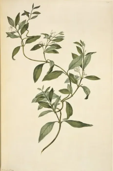 Framed Print : Parsonsia heterophylla, jasmine Framed Print : Parsonsia heterophylla, jasmine