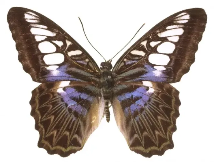 Framed Print : Parthenos sylvia lilacinus, clipper butterfly Framed Print : Parthenos sylvia lilacinus, clipper butterfly