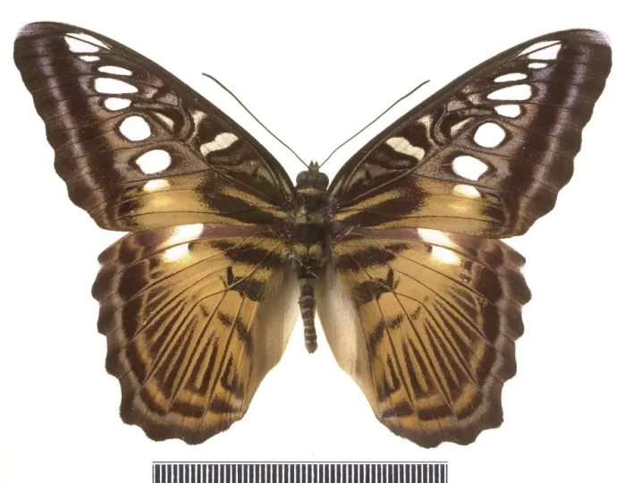 Framed Print : Parthenos sylvia salentia, clipper butterfly Framed Print : Parthenos sylvia salentia, clipper butterfly