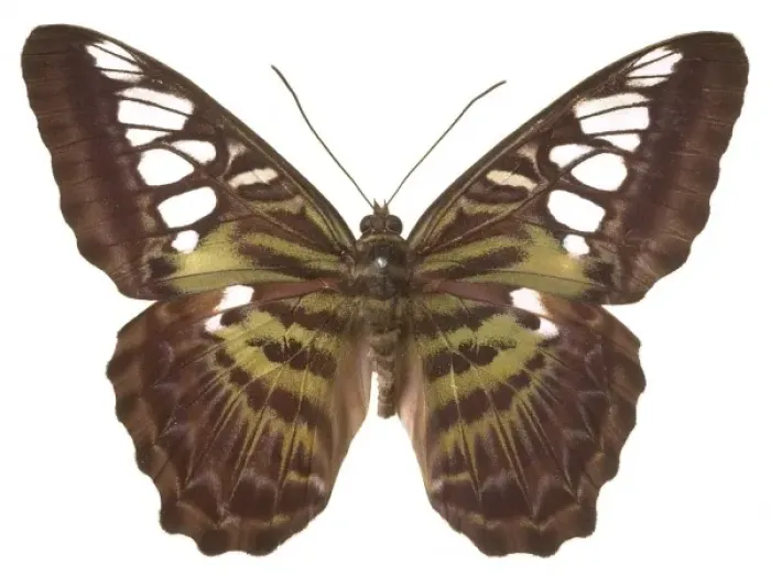 Framed Print : Parthenos sylvia virens, clipper butterfly Framed Print : Parthenos sylvia virens, clipper butterfly