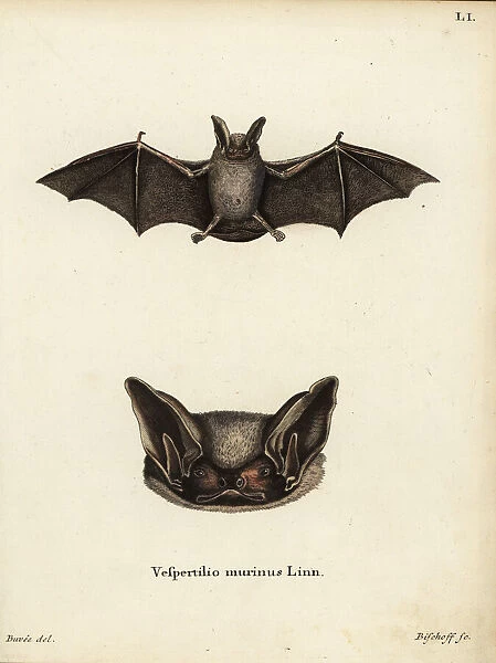Particoloured bat, Vespertilio murinus