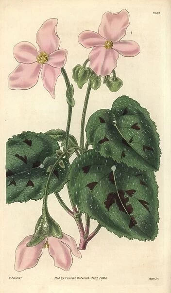 Particoloured begonia, Begonia picta