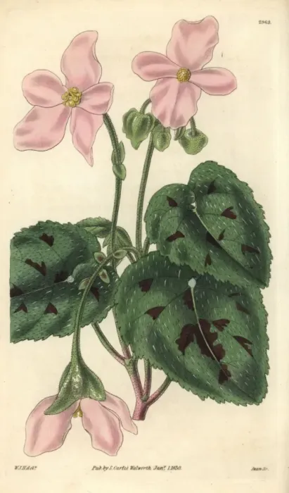 Framed Print : Particoloured begonia, Begonia picta Framed Print : Particoloured begonia, Begonia picta