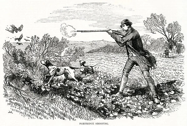 Partridge Shooting 1865