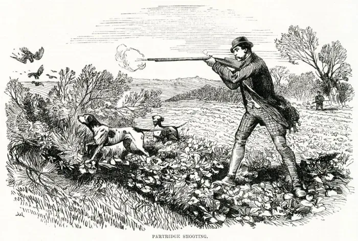 Framed Print : Partridge Shooting 1865 Framed Print : Partridge Shooting 1865