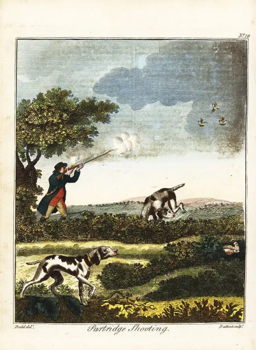 Framed Print : Partridge shooting, 18th century Framed Print : Partridge shooting, 18th century
